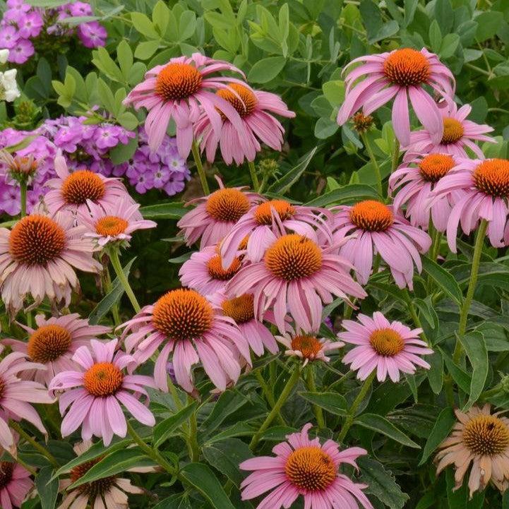 Echinacea purpurea 'Prairie Splendor' - Prairie Splendor Echinacea ...