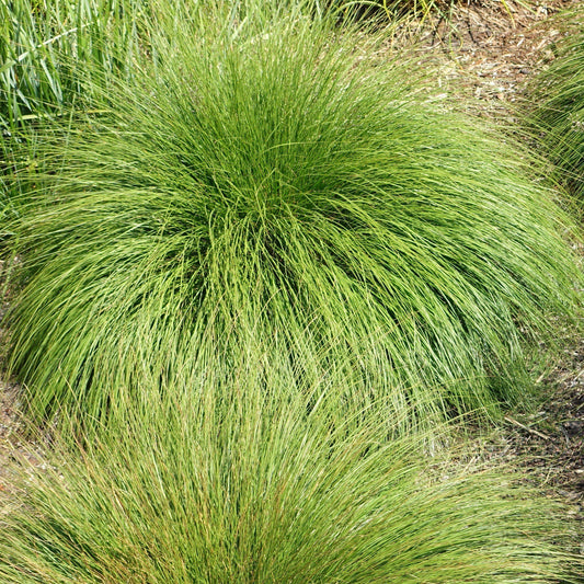 Prairie Dropseed