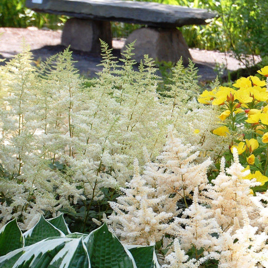 Bridal Veil Astilbe