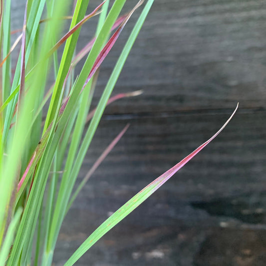 Standing Ovation Little Bluestem