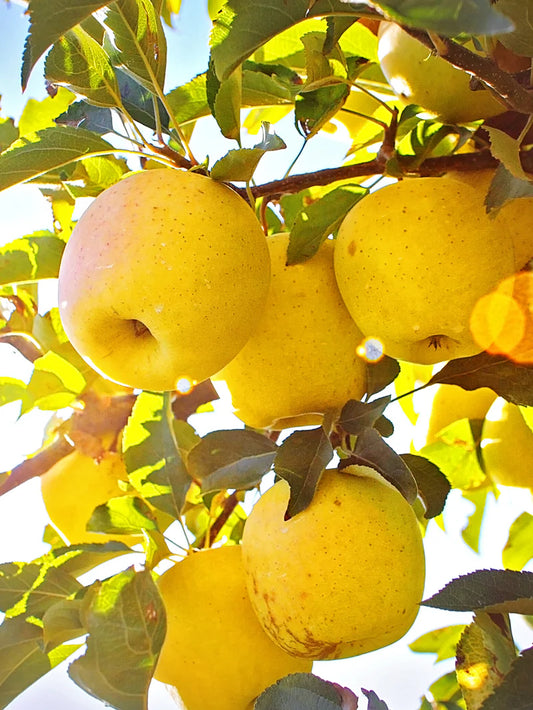 Apple Trees - Yellow Delicious