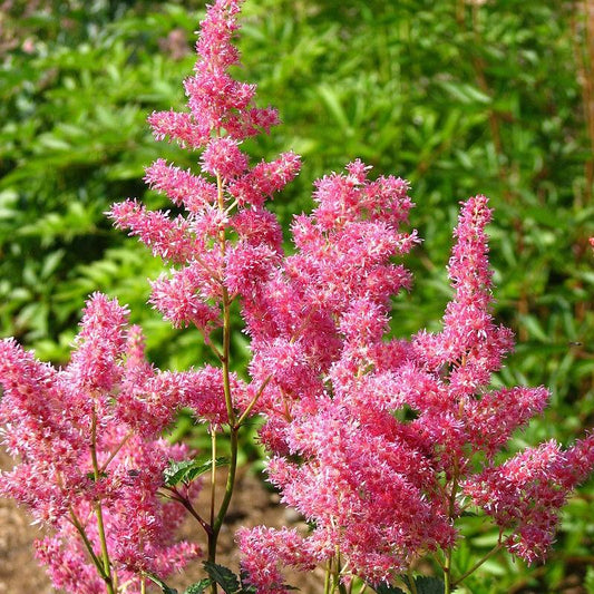 Rheinland Japanese Astilbe