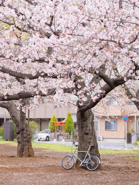 Cherry - Yoshino (Flowering)
