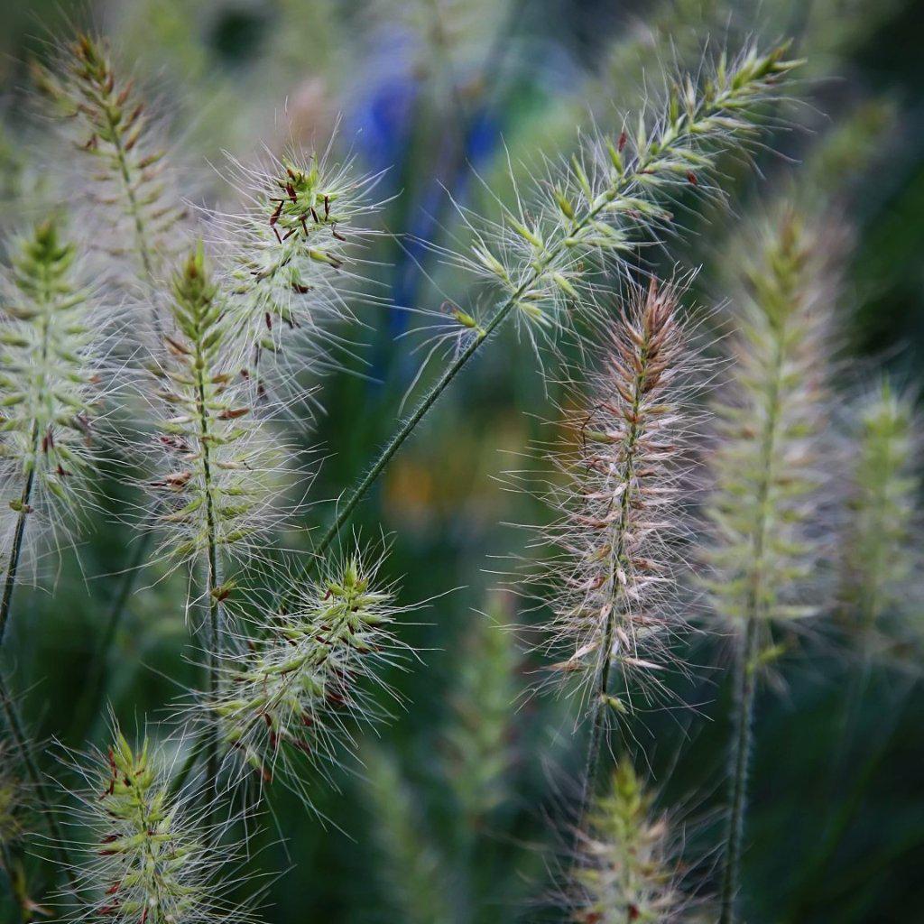 Fluffy Rabbit Grass Little Bunny Fountain Grass – Online Trees