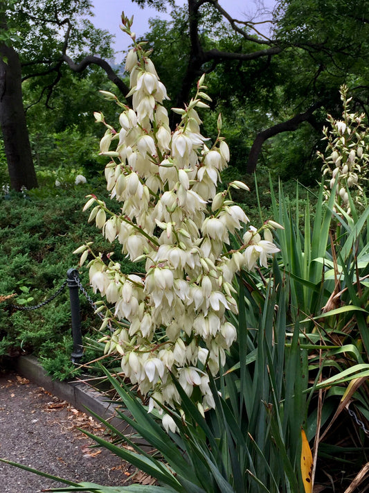 Adams Needle Yucca