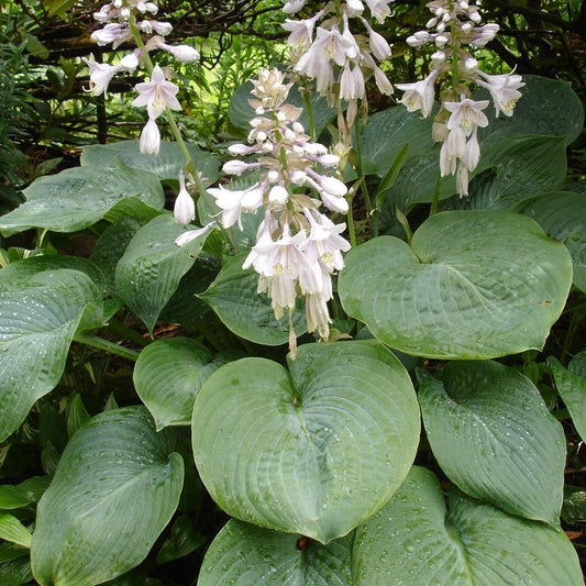 Elegans Hosta