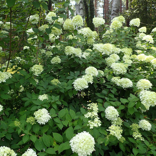 Proven Winners® Limelight® Hydrangea