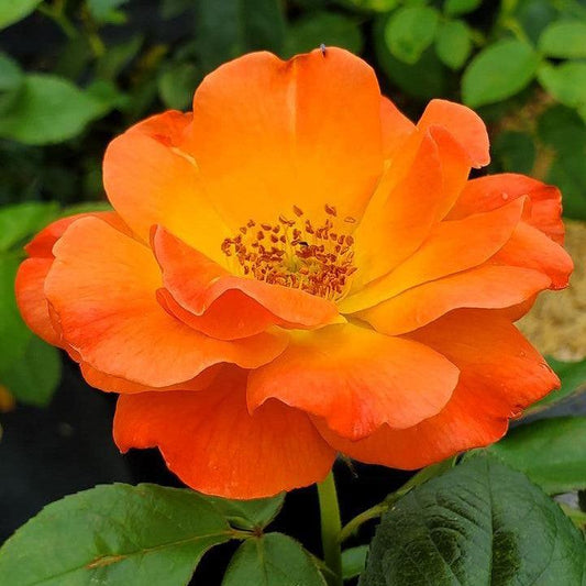 Rosa 'HARwelcome  - Livin' Easy™ Floribunda Rose