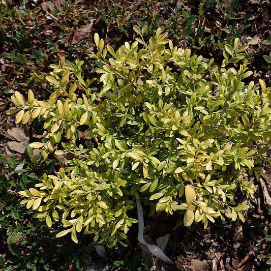 Tide Hill Boxwood