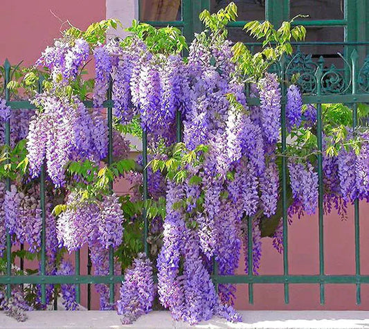 Amethyst Falls Wisteria