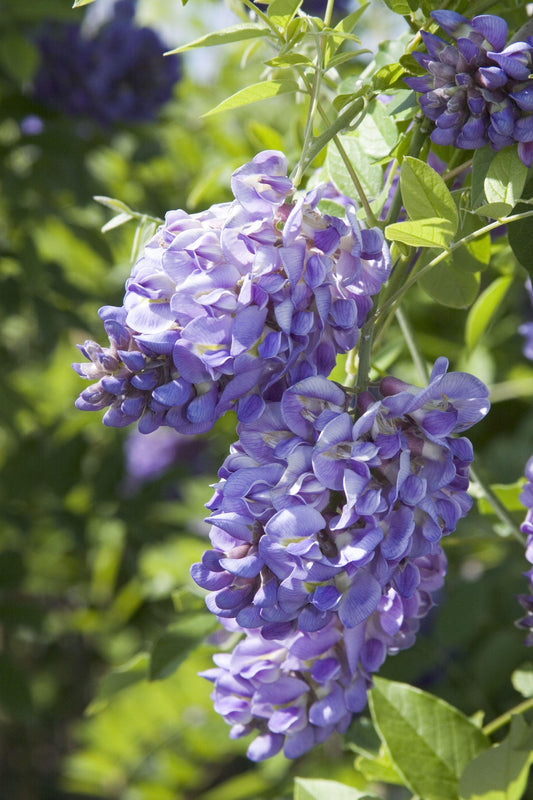 Amethyst Falls Wisteria