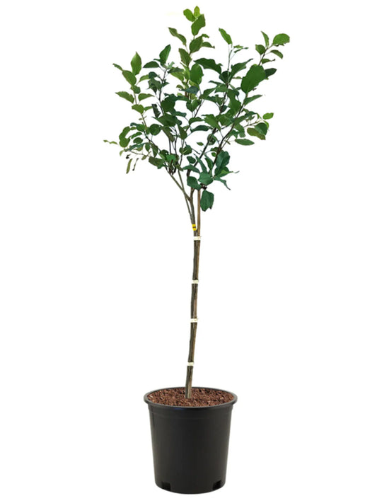 Apple Trees - Honeygold