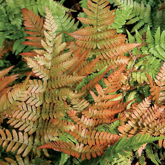 Autumn Fern | Dryopteris erythrosora 'Brilliance' Autumn Fern | Quart, 1 & 3 Gallon Plants