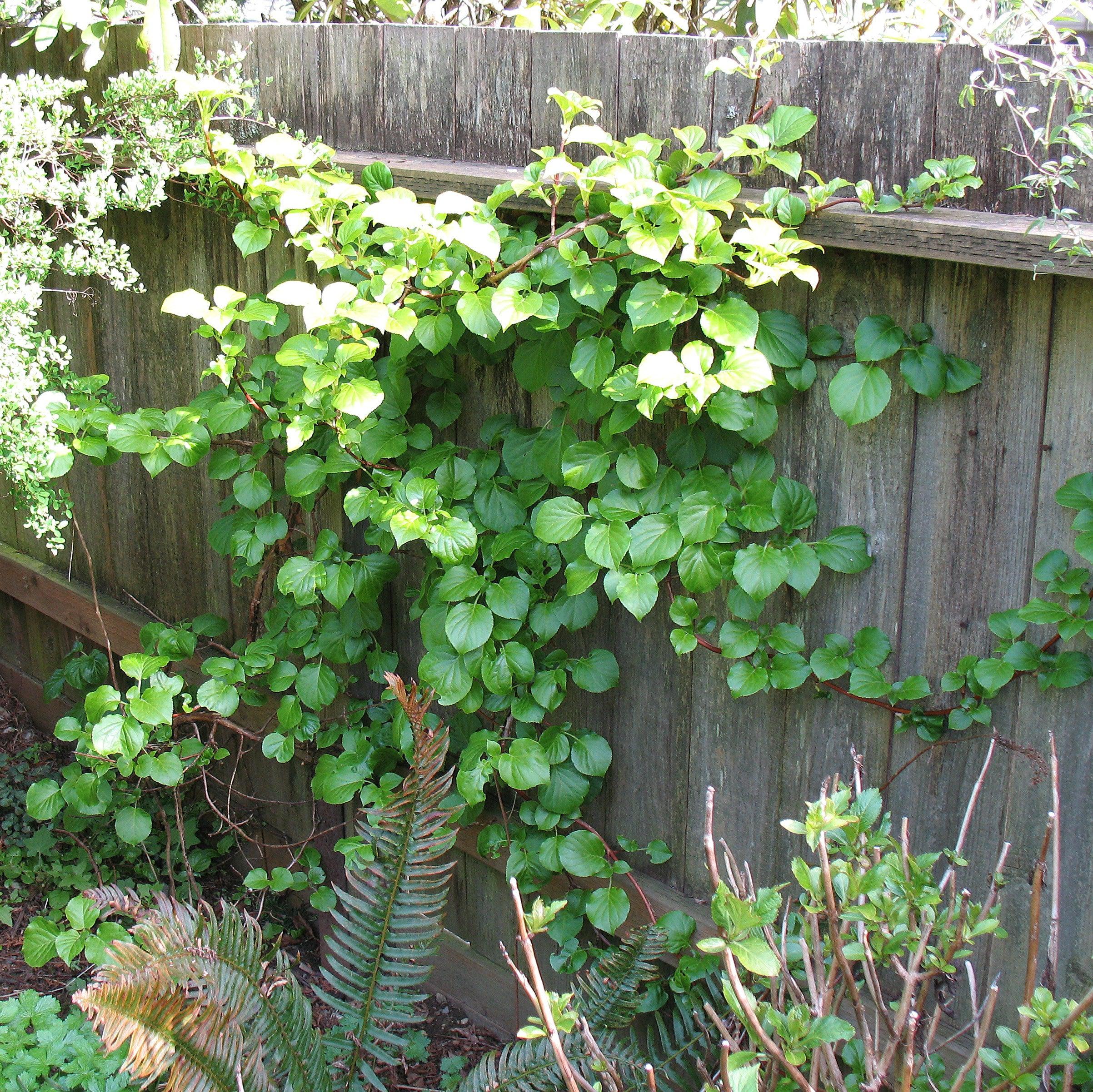 Online Trees Climbing Hydrangea - Thumbnail 4