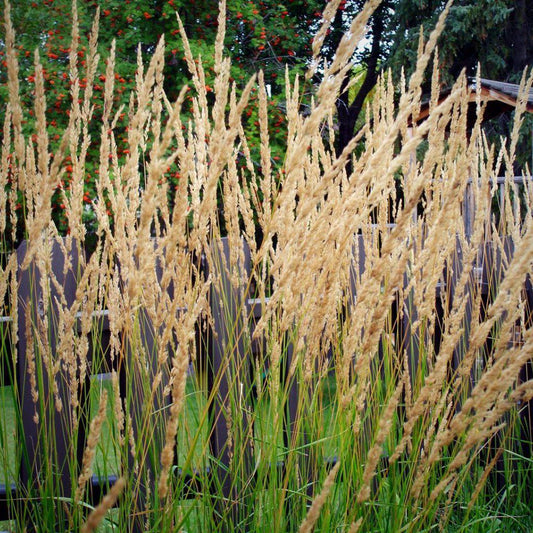 Karl Foerster's Feather Reed Grass