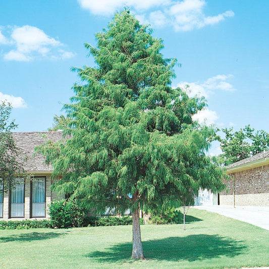 Bald Cypress Tree | Taxodium distichum | 3 & 5 Gallon Plant