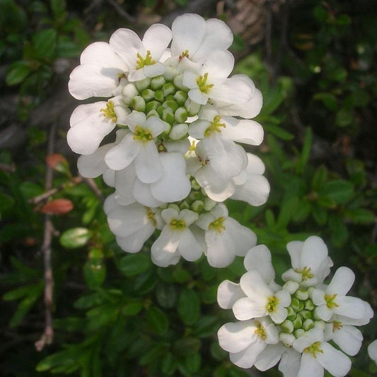 Snowsurfer™ Candytuft