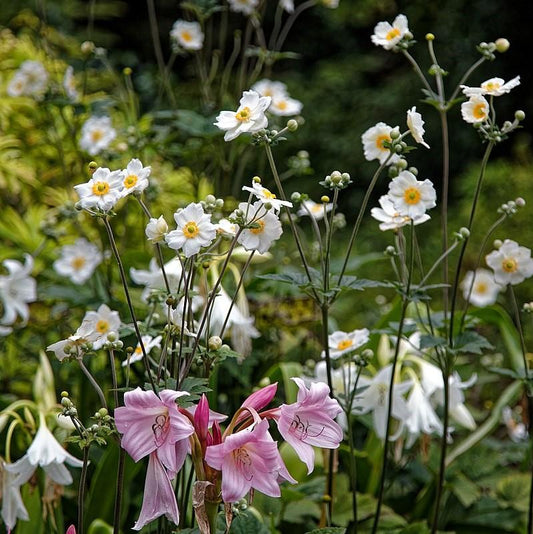 Honorine Jobert Anemone