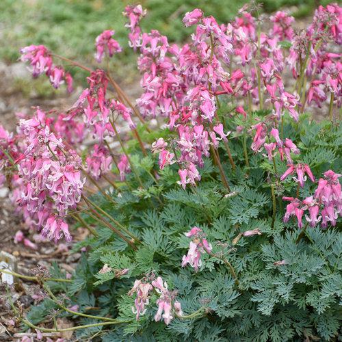 Pink Diamonds Bleeding Heart