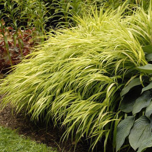 All Gold Japanese Forest Grass, Hakone Grass