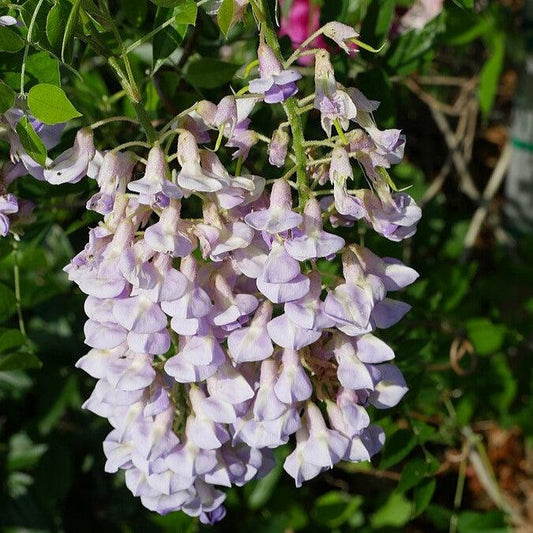 Blue Moon Wisteria