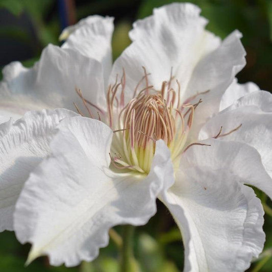 Hyde Hall™ Clematis