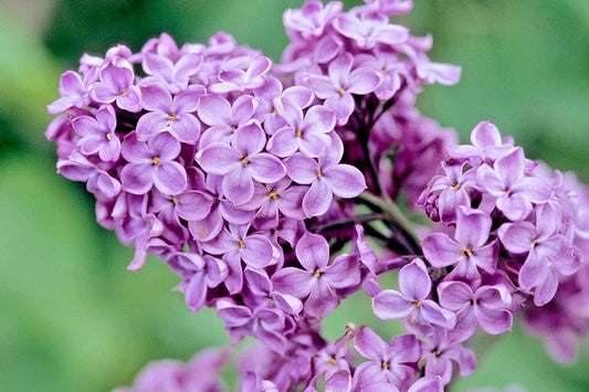 Common Purple Lilac