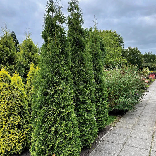 Bloomin Easy Private Jet Thuja