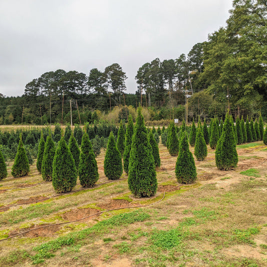 Emerald Green Arborvitae