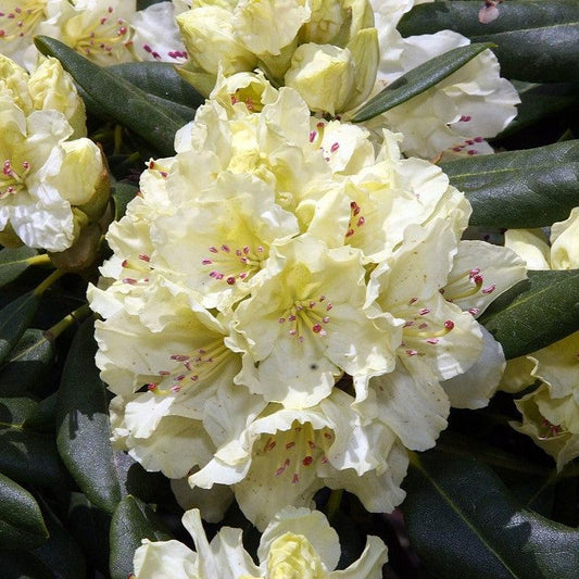 Capistrano Rhododendron