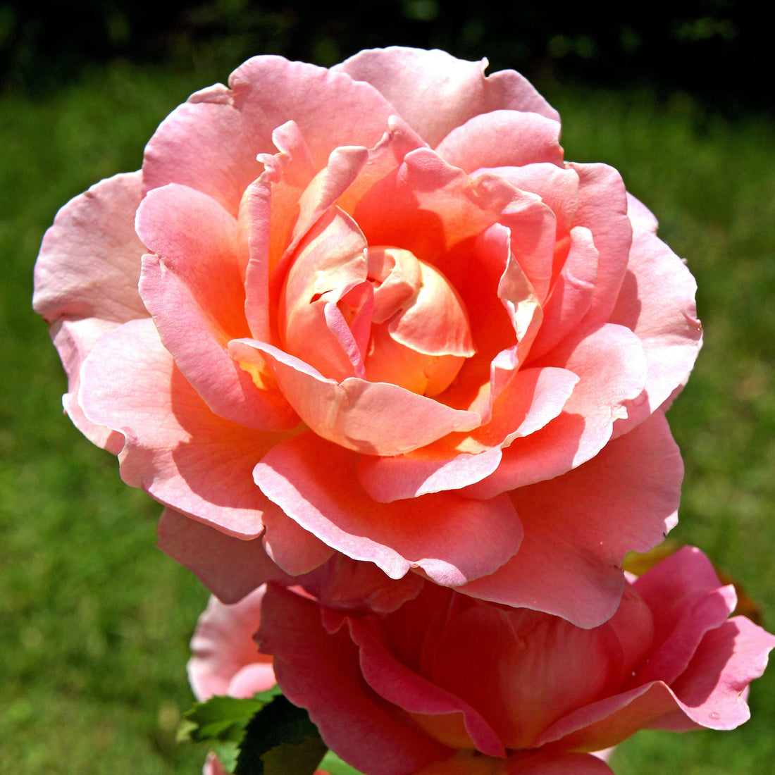 Coral Knock Out® Rose – Online Trees
