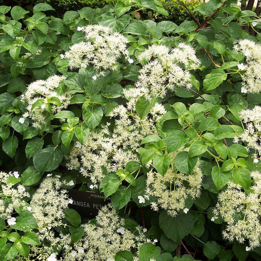 Online Trees Climbing Hydrangea