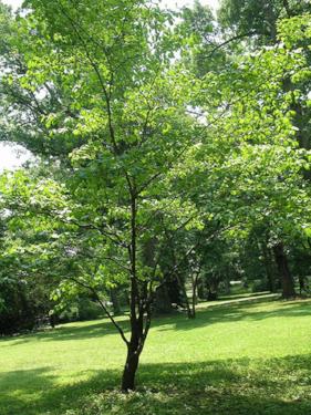 Dogwood - White