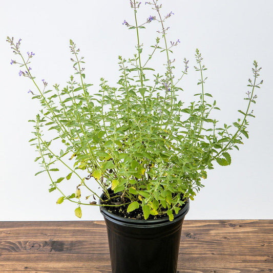 Junior Walker™  Catmint
