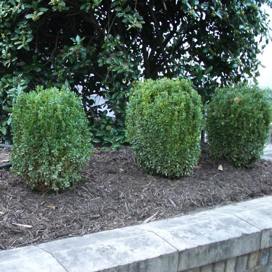 NewGen™ Freedom® Boxwood