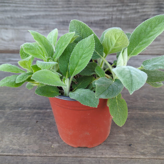 Giant Lamb's Ear