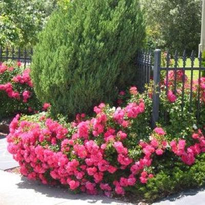 Flower Carpet® Pink Rose