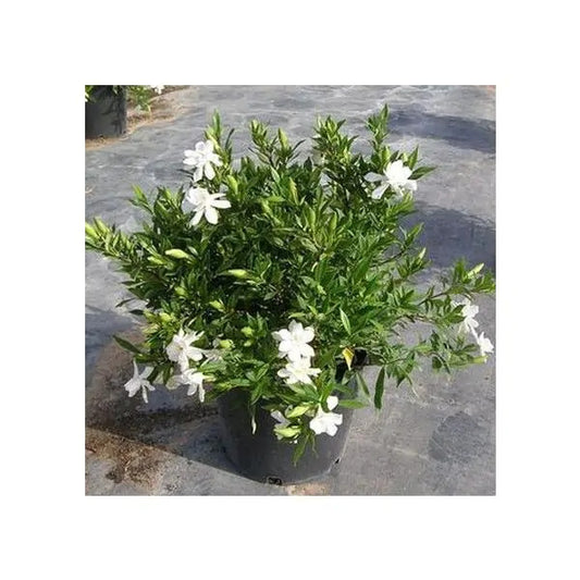 Frost Proof Gardenia Shrub