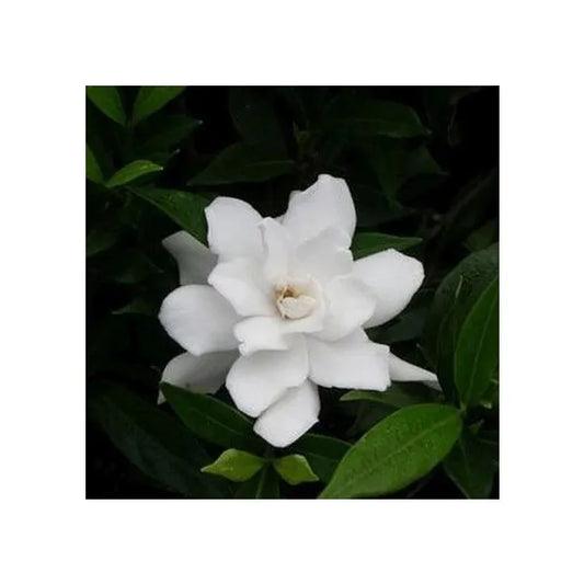 Frost Proof Gardenia Shrub