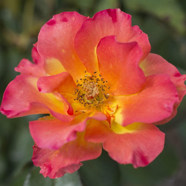 Sunset Horizon™ Rose – Online Trees