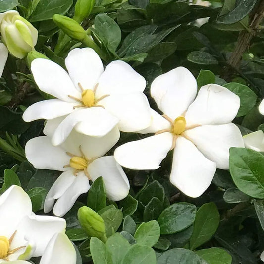 Bloomin Easy Daisy Duke™ Gardenia augusta