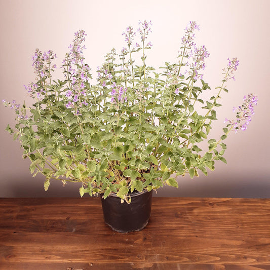 Walker's Low Catmint