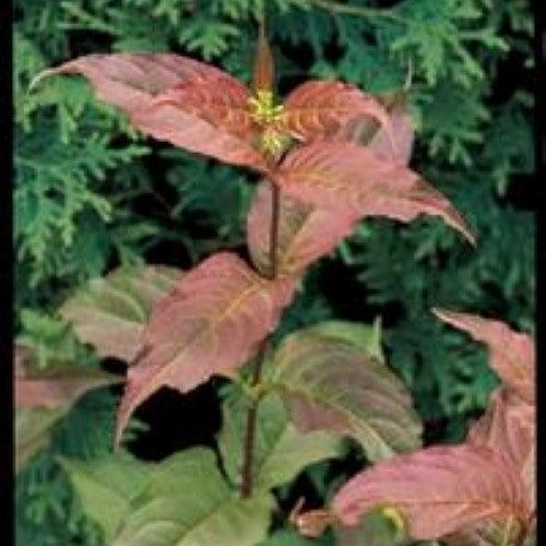 Diervilla lonicera 'Copper'  - Copper Low Bush Honeysuckle