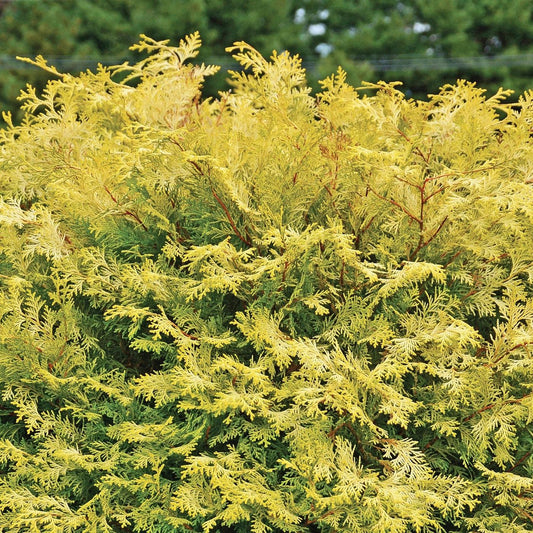 Night Light™ Cypress