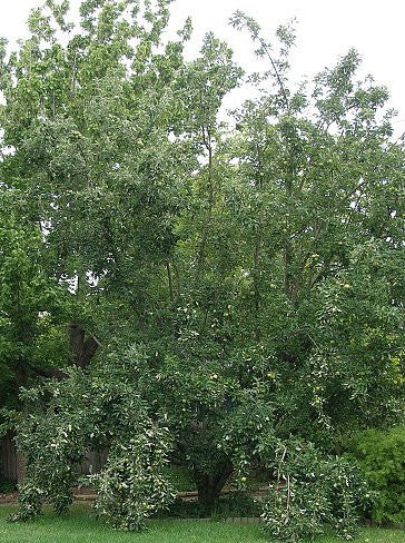 Apple Trees - Granny Smith Improved