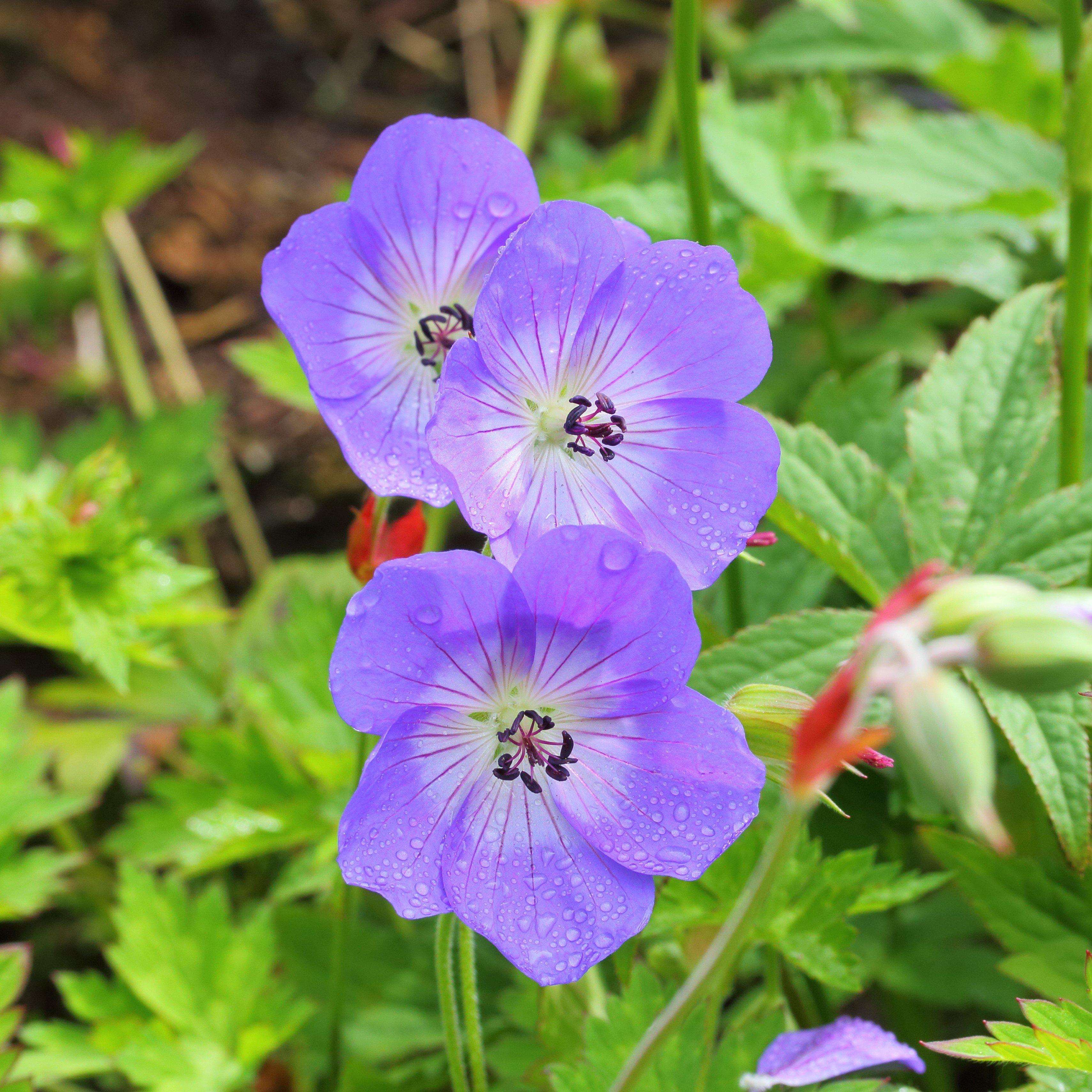 Blooming Rozanne Rozanne Cranesbill – Online Trees