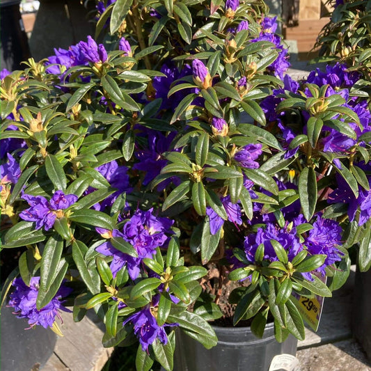 Blue Baron Rhododendron