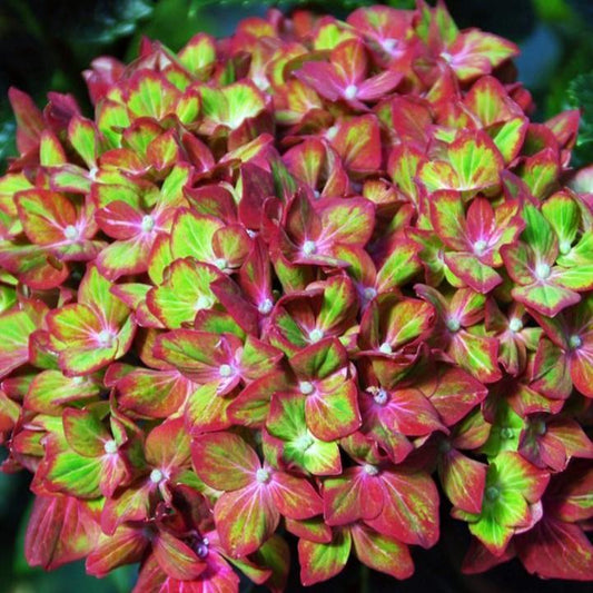Hydrangea macrophylla 'Horwack'  - Next Generation® Pistachio Hydrangea