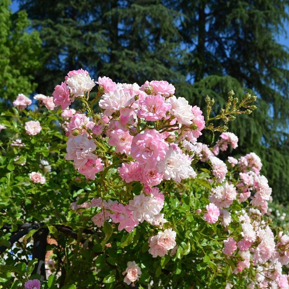 Fariry Roses The Fairy Rose – Online Trees