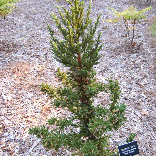 Black Dragon Japanese Cedar